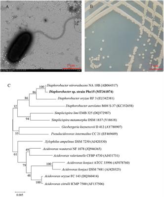 Reducing <mark class="highlighted">Phenanthrene</mark> Contamination in Trifolium repens L. With Root-Associated <mark class="highlighted">Phenanthrene</mark>-Degrading Bacterium Diaphorobacter sp. Phe15